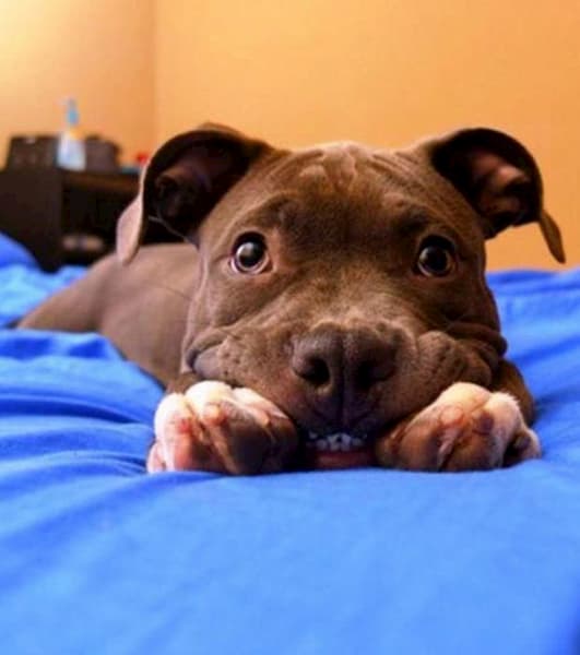 cachorro com cara de ter aprontado