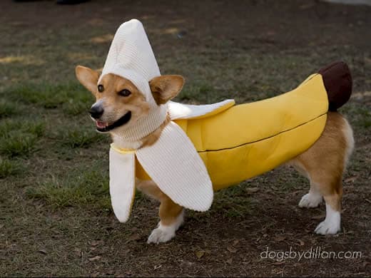 cachorro com roupa de banana
