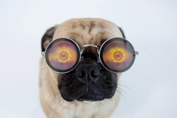 pug usando óculos pug usando óculos