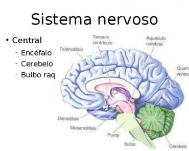 Fortalecer o Sistema Nervoso