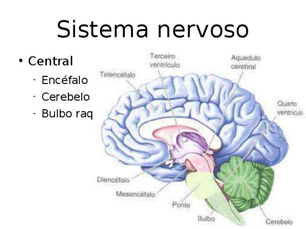 Fortalecer o Sistema Nervoso